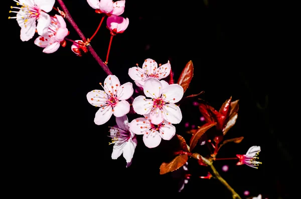 벚꽃 천연 흑색 배경에 고립되어 있는 아름다운 미술 사진 — 스톡 사진
