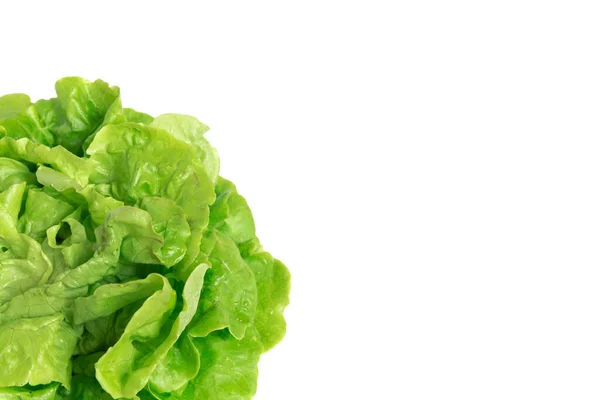 Studio shot close-up bright green Tom Thumb lettuce isolated on white — стокове фото
