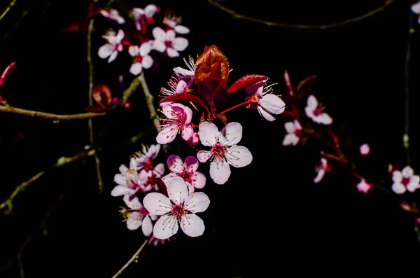 벚꽃 천연 흑색 배경에 고립되어 있는 아름다운 미술 사진 — 스톡 사진