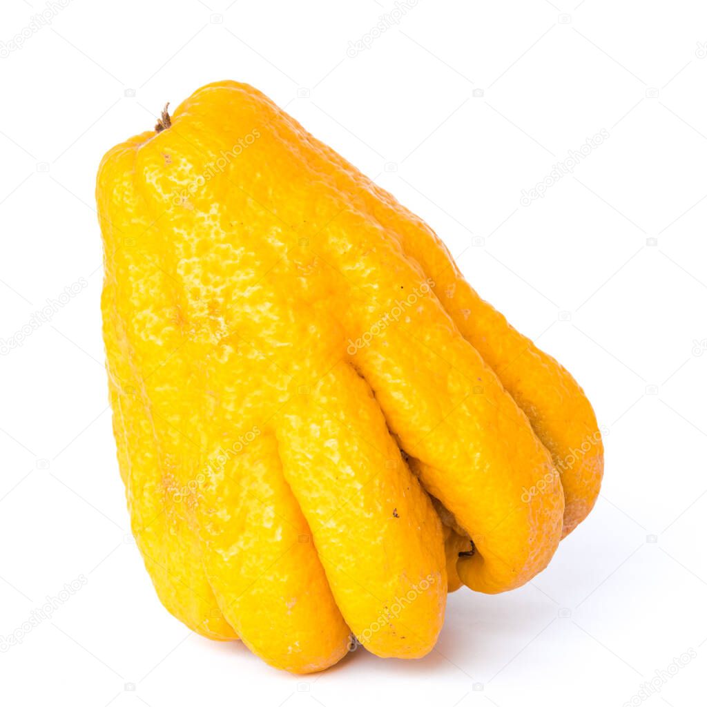 Studio shot single bright yellow Fingered Citron Buddha Hand citrus isolated on white