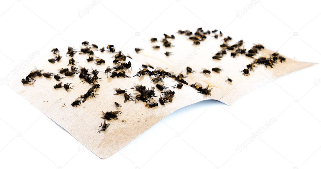 Pile of housefly trapped on sticky paper tape isolated on white