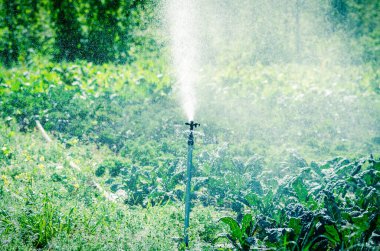 Washington, Amerika 'daki organik lahana çiftliğinde gündüz çalışan sprey sulama.