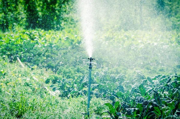 Spray öntözés dolgozik napközben ökológiai kelkáposztafarmon Washingtonban, Amerikában — Stock Fotó