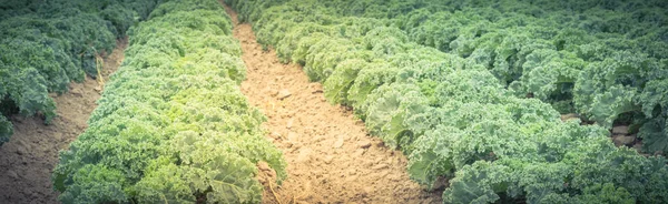 Vista panorámica fila de col rizada verde creciendo en la colina en la granja en Washington, América — Foto de Stock