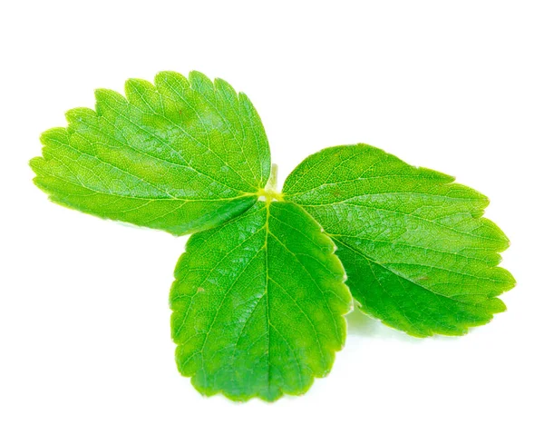 Hojas de fresas verdes y frescas aisladas sobre fondo blanco —  Fotos de Stock