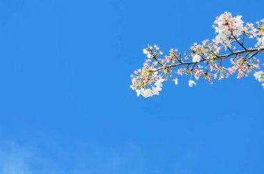 Çiçekli kiraz ağacı dalları ve bulut mavisi gökyüzünde genç yapraklar.