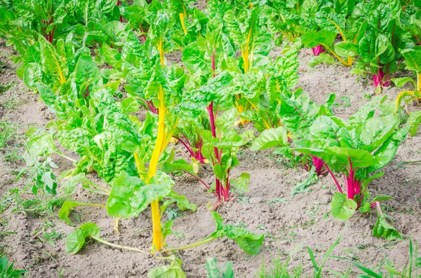 Swiss chard growing on hill with dry soil at vegetable farm in Washington, USA — Stock Photo, Image