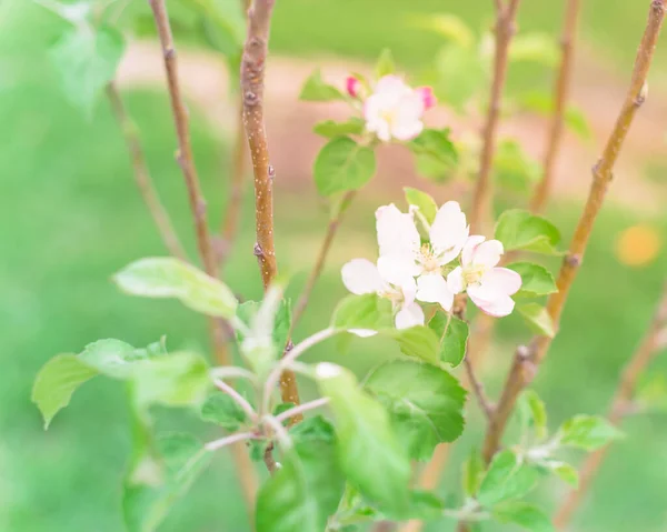 Närbild Äppelblomma och knoppar blommar på ung hemväxt Fuji äpple växt — Stockfoto