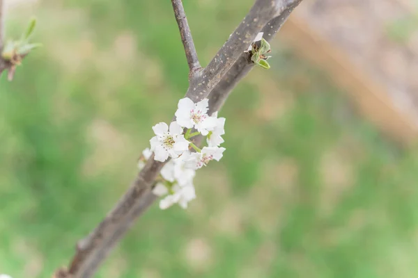 Blooming Hosui Asian pear flower on dormant tree branch homegrown fruit garden — Stock Photo, Image