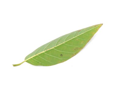 Yeşil tropik elma kreması ya da beyaz üzerine izole edilmiş şeker yaprağı.