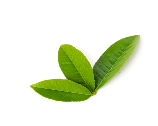 Studio shot three green Asian leaves leaf isolated on white — Stock Photo, Image