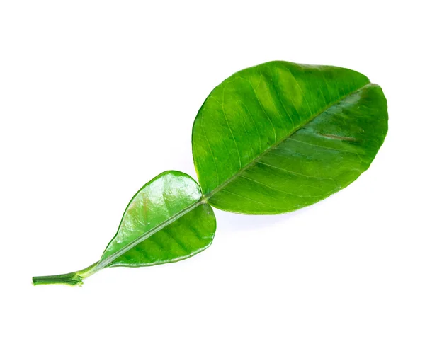 Estúdio tiro única asiática toranja folha isolada no branco — Fotografia de Stock