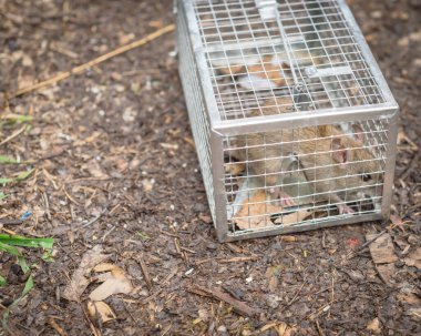Large rat captured in galvanized steel trap cage near garden bed in Texas, America clipart