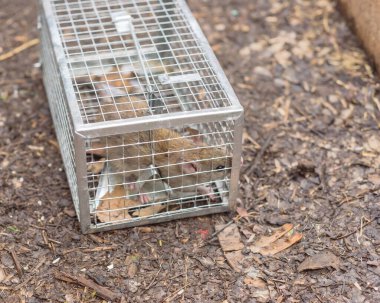 Galvanizli çelik kafese yakalanmış canlı bir fare. Yakın plan görüntüden kaçmayı dene.