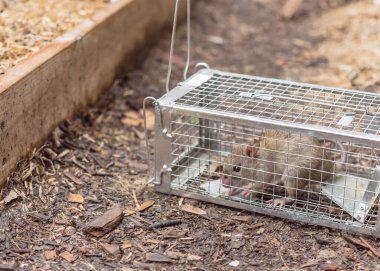 Teksas, Amerika 'da bahçe yatağı yakınlarında galvanize çelik kafese hapsedilmiş büyük bir fare.