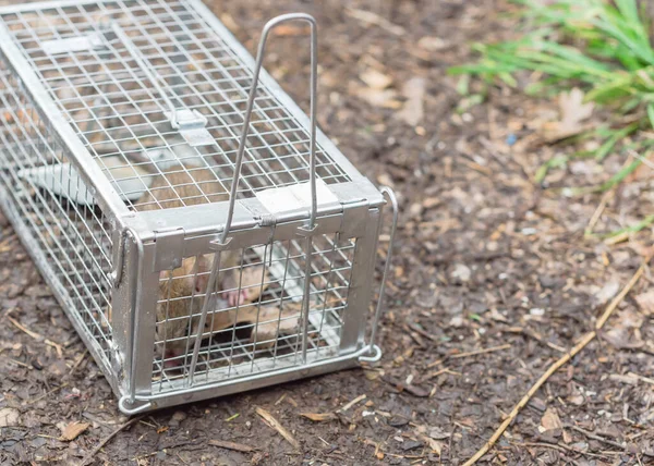 Large rat captured in galvanized steel trap cage near garden bed in Texas, America