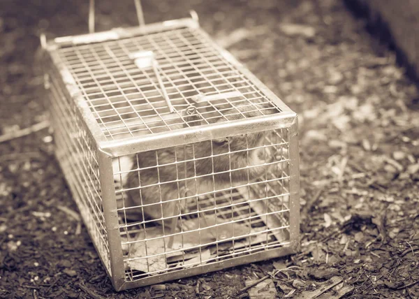Large rat captured in galvanized steel trap cage near garden bed in Texas, America — Stock Photo, Image