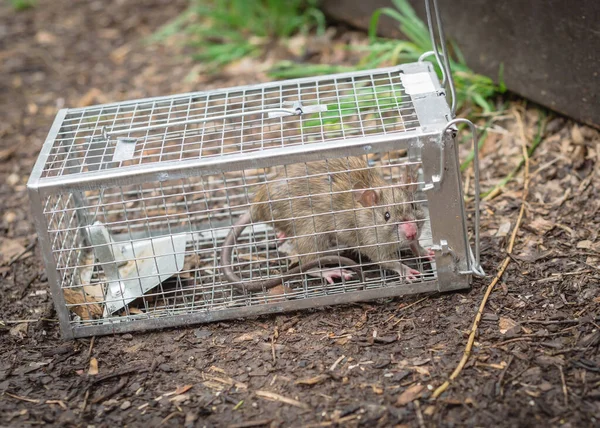 Șobolan capturat în cușcă de plasă de sârmă umană lângă puntea de terasă din Texas, America — Fotografie, imagine de stoc