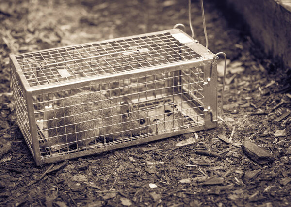 Большая крыса, пойманная в оцинкованной стальной клетке возле садового ложа в Техасе, Америка
