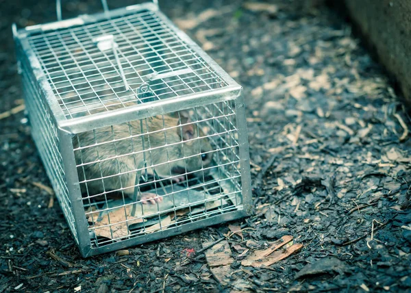 Large rat captured in galvanized steel trap cage near garden bed in Texas, America — Stock Photo, Image