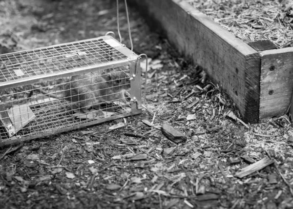 Gran rata capturada en jaula trampa de acero galvanizado cerca del lecho de jardín en Texas, Estados Unidos —  Fotos de Stock