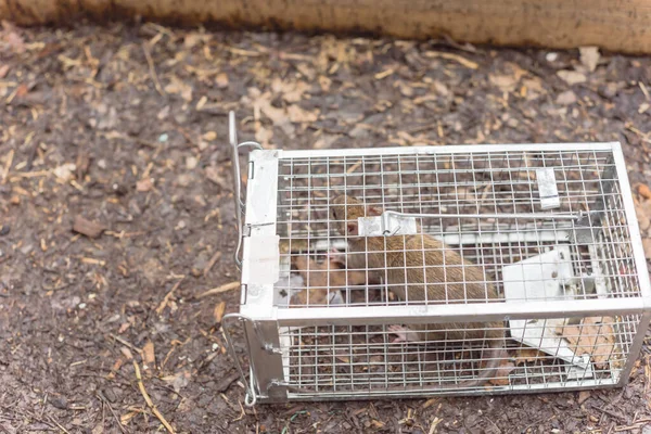 Șobolan mare capturat într-o cușcă din oțel galvanizat lângă patul de grădină din Texas, America — Fotografie, imagine de stoc
