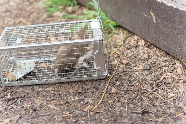 Rat captured in humane wire mesh cage near patio deck in Texas, America — Stock Photo, Image
