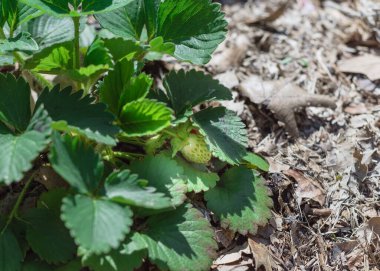 Teksas, ABD 'de yetiştirilen bahçede olgunlaşmamış böğürtlen içeren sığ Dof çileği bitkisi.
