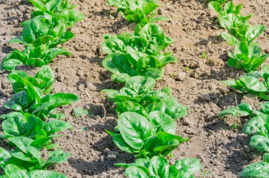 Kent, Washington, ABD 'deki kurumuş topraklarla tepelerde yetiştirilen taze yaprak marullarını kapatın.
