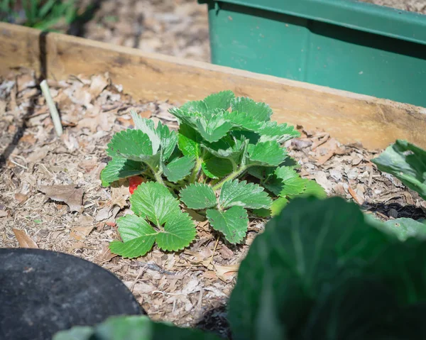 Organic raised bed garden with homegrown strawberries plant in Texas, USA — Stock Photo, Image