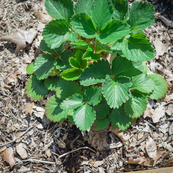 Close-up strawberries plant with unripe berry fruit at homegrown garden in Texas, USA — Stock Photo, Image