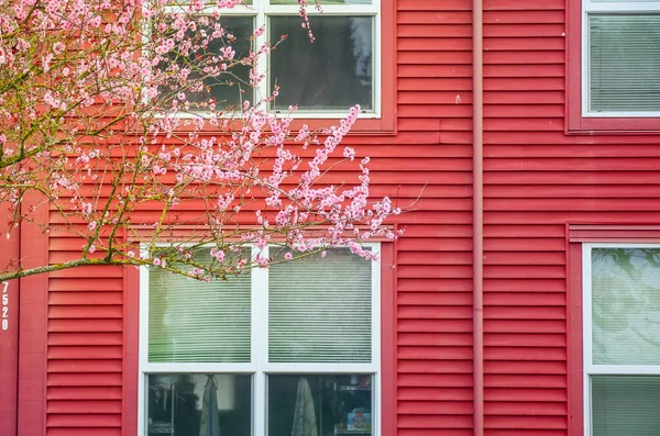 Hermosa flor de cerezo cerca de ventanas con persianas de dos pisos adosado en Seattle, Washington — Foto de Stock
