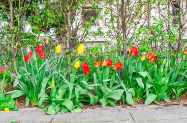 Baharda Seattle, Washington 'da çiçek açan kırmızı ve sarı laleli renkli kaldırım yolu