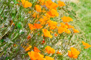 Kaliforniya gelincikleri Seattle, Washington, ABD 'de yaz bahçesi bahçesinde çiçek açıyor.