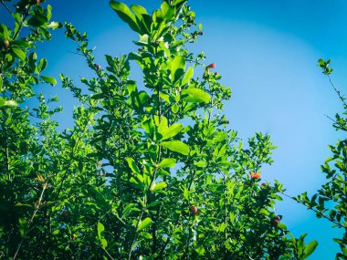 Bereketli genç meyveler ve açık mavi gökyüzünde kırmızı çiçekli büyük nar çalılarına bakın.