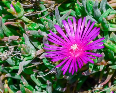 Bir Karkalla veya Avustralya domuzu sulu yapraklı ve koyu mor renkli çiçekle karşı karşıya.