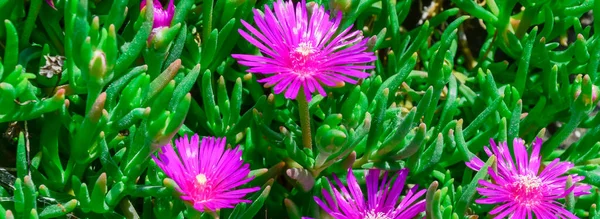 Panoramique buisson de fleurs de Karkalla ou de porc australien visage fleur feuilles succulentes et couleur pourpre profond — Photo