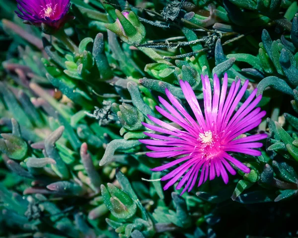 Jeden Karkalla nebo australské prase tvář květiny rostlina se šťavnaté listy a sytě fialové barvy — Stock fotografie