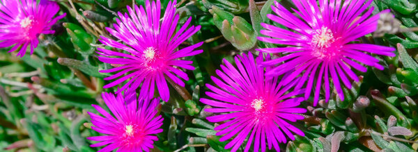 Панорамный цветущий куст Каркалла или австралийская свинья лицо сочные листья и глубокий фиолетовый цвет
