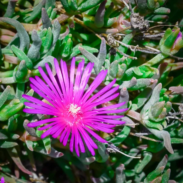 Una planta de flor de la cara de cerdo Karkalla o australiano con hojas suculentas y color púrpura profundo —  Fotos de Stock