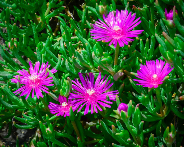 Цветущий куст Каркалла или австралийский свиной цветок лица с сочными листьями и глубоким фиолетовым цветом
