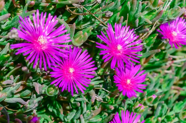 Blossom bush of Karkalla or Australian pig face flower with succulent leaves and deep purple color