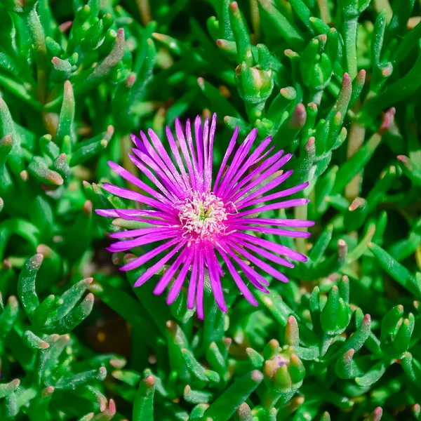 Een Karkalla of Australische varkensgezicht bloem plant met sappige bladeren en diep paarse kleur — Stockfoto