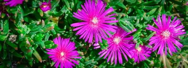 カララやオーストラリアの豚の顔の花の多肉植物の葉と深い紫色のパノラマの花の茂み — ストック写真