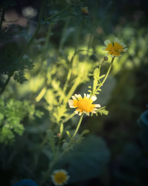 Crown daisy glebionis coronaria blommor blommar på bakgård trädgård i Dallas, Texas, Amerika — Stockfoto