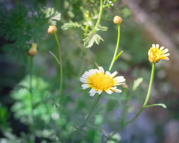 Kroon madeliefje glebionis coronaria bloemen bloeien in de achtertuin in Dallas, Texas, Amerika — Stockfoto