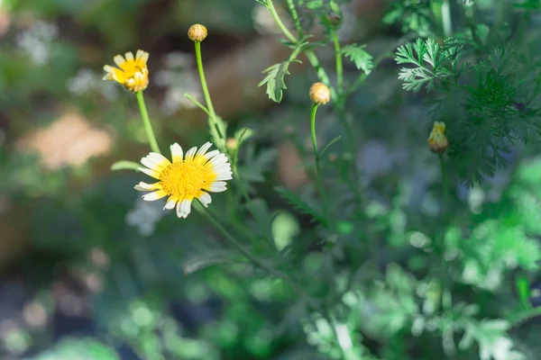 Blossom krona tusensköna glebionis coronaria blomma på bakgård trädgård trädgård i Dallas, Texas, Amerika — Stockfoto
