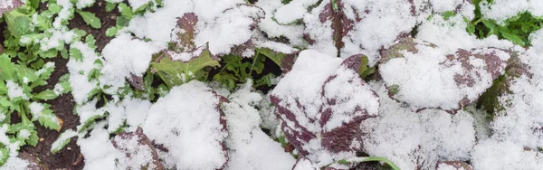 Panoramic close up red mustard greens in snow covered freezing growing at allotment in Dallas, Texas