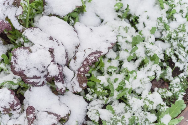 Cercanía verde mostaza roja en congelación cubierta de nieve creciendo en parcela en Dallas, Texas, EE.UU. —  Fotos de Stock