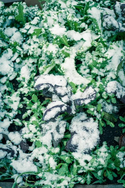 Velká červená a zelená hořčice ve sněhu pokrytá pěstováním v Dallasu, Texas, USA — Stock fotografie